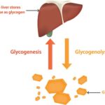 Glucogénesis-Ciclo, Etapas, Importancia (Vs Gluconeogénesis)