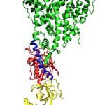 Usos del ARNip en la Investigación de Genética Molecular