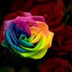 Cómo Hacer una Rosa Arcoíris Real