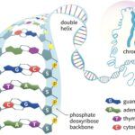 Ácidos nucleicos - Función, Ejemplos y Monómeros