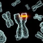 Cómo Ocurren Las Mutaciones Cromosómicas