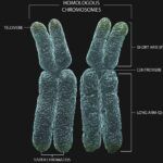 Una Definición Genética de Cromosomas Homólogos