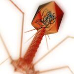 7 Datos Sobre Los Bacteriófagos