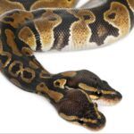 7 Datos Extraños Sobre las Serpientes