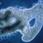 Anatomía, Digestión y Reproducción de las Amebas