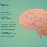 Ubicación y Función de la Amígdala