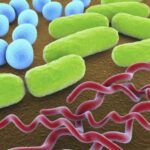 3 Formas de Bacterias Comunes