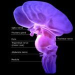 La Función y la Ubicación del tronco encefálico