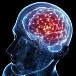 Anatomía del Cerebro: Estructuras y su Función