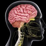 Funciones del Sistema Nervioso Central
