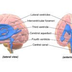 Sistema Ventricular del Cerebro