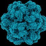 Virus de Plantas: Transmisión Viral y Enfermedad
