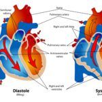 Fases del Ciclo Cardíaco Cuando el Corazón Late