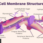 Función y Estructura de la Membrana Celular