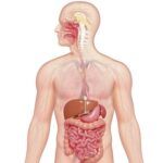 Explicación del Sistema Digestivo: Órganos y Digestión