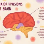 Divisiones del Cerebro: Prosencéfalo, Mesencéfalo, Rombencéfalo