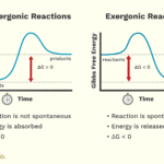 Reacciones y Procesos Endergónicos vs Exergónicos