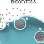 A Definition of Endocytosis With Steps and Types