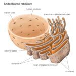 Estructura y Función del Retículo Endoplásmico