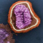 Aprenda Cómo Se Produce La Replicación De Virus