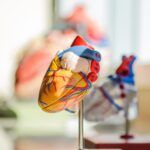 Anatomía del Corazón, Sus Estructuras y Funciones