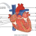 Descripción General de los Ganglios Cardíacos Sinoauriculares y Auriculoventriculares