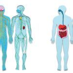Aprenda sobre los Sistemas de Órganos en el Cuerpo Humano