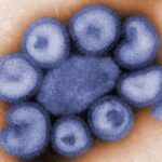 Virus: Estructura, Replicación y Enfermedades