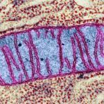 Mitocondrias: Productores de Energía en las Células