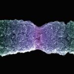 Función Cromosómica y Mutación