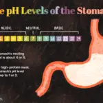 ¿Cuál es el pH del estómago?