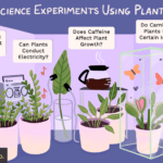 23 Ideas para Experimentos Científicos con Plantas