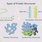 Cuatro Tipos de Estructura Proteica