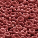 Glóbulos Rojos: Función y Estructura