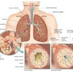 Respiration - Definition and Types