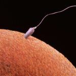 Reproducción Sexual: Gametos y Fertilización