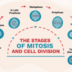Las Etapas de la Mitosis y la División Celular