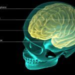 Función de los Lóbulos Parietales y Anatomía del Cerebro