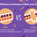 Las diferencias entre ARNip y miARN