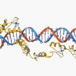 Pasos de la Transcripción del ADN al ARN