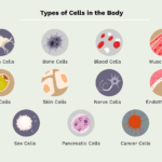 11 Tipos Diferentes de Células en el Cuerpo Humano