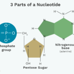 3 Partes de un Nucleótido y Cómo Están Conectadas